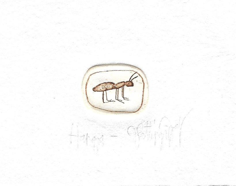 Ant