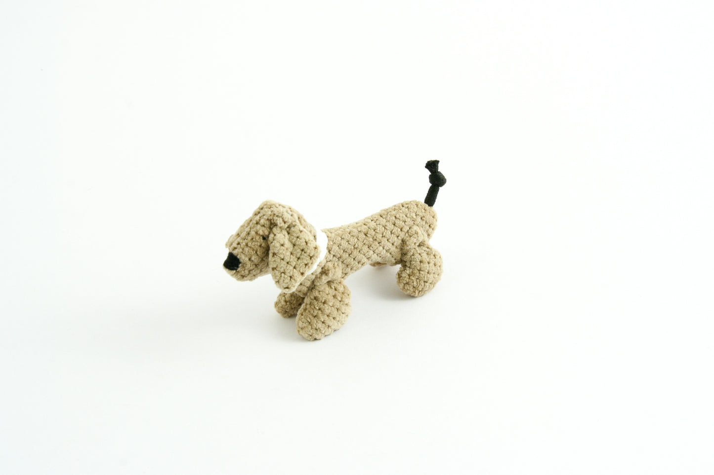 Joel - Small dog
