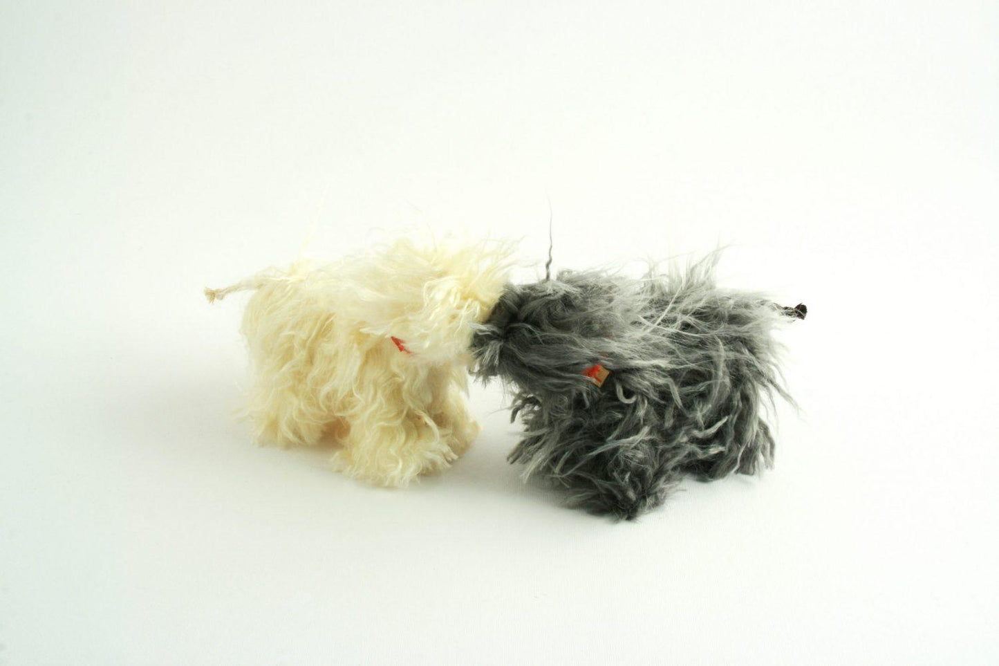 Joel - Puli dog - white